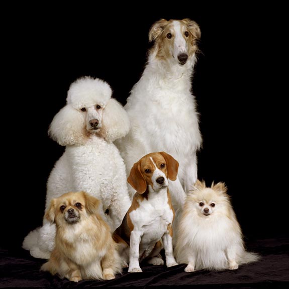 Animal Images pet photo five dogs