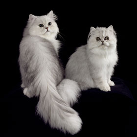 Animal Images two Persian cats