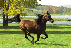 Animal Images running horse