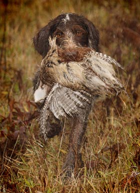 German Wirehair Pointer 
