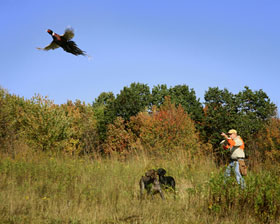 Animal Images hunter, dogs, pheasant