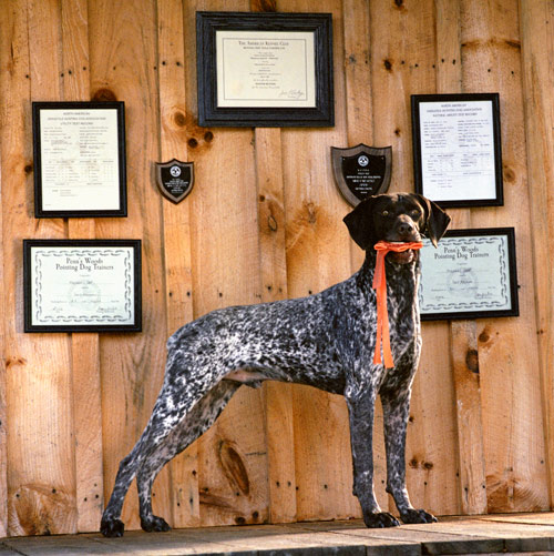 award-winning gun dog